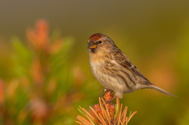 Lesser redpoll sitting on a pine branch