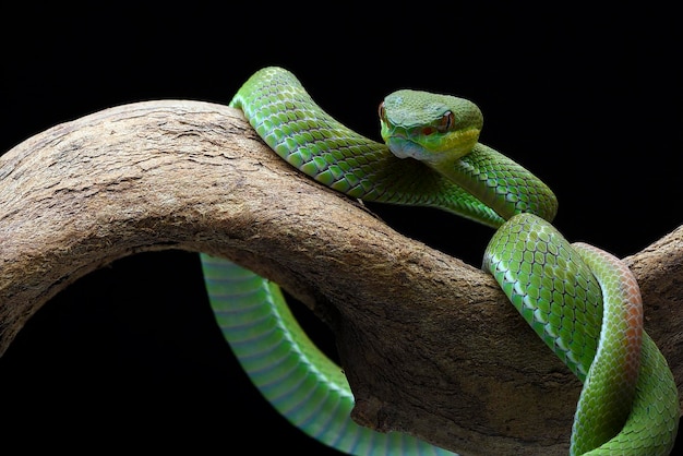 Lesser Sunda pit viper (Trimeresurus insularis) in black background