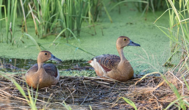 Lesser Whistling Ducks Dendrocygna javanica resting on dry grass by a pond