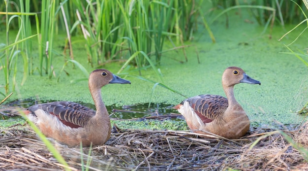 Lesser Whistling Ducks Dendrocygna javanica resting on dry grass by a pond