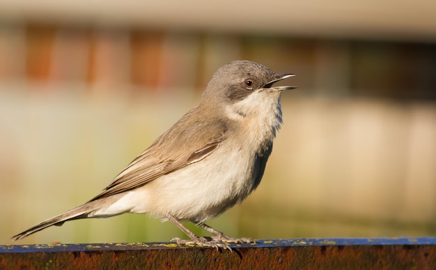 Lesser whitethroat Sylvia curruca Bird sings while sitting on the fence in the garden