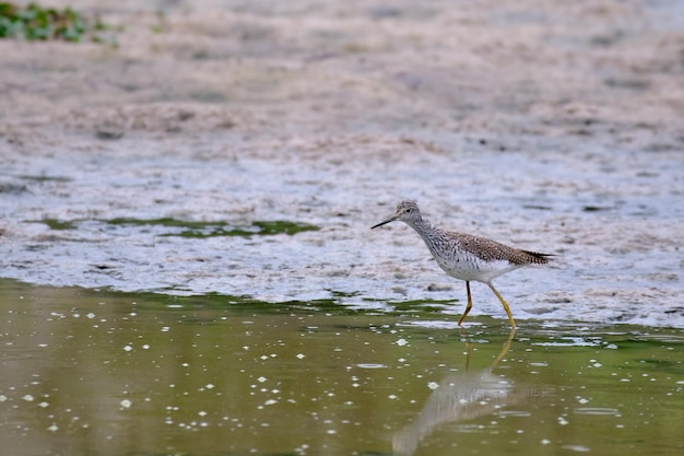 Lesser Yellowlegs Tringa flavipes