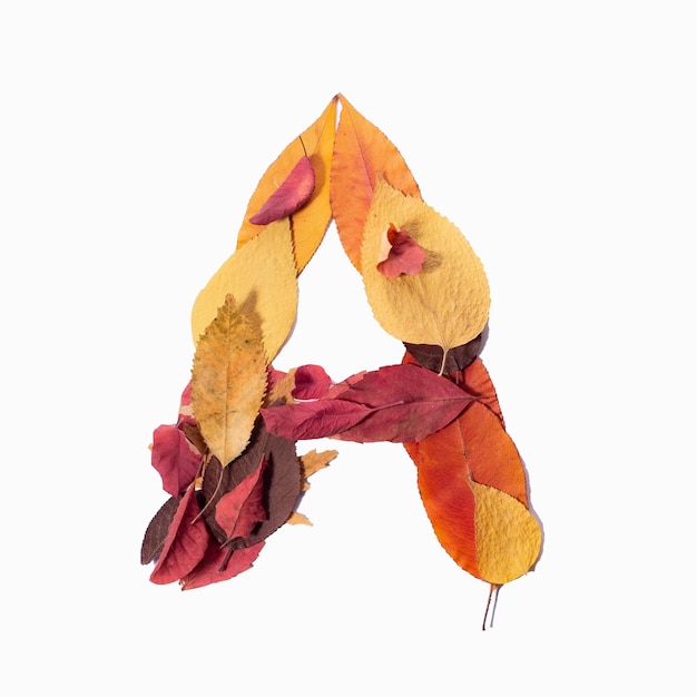 Letter A autumn leaves isolate on white background