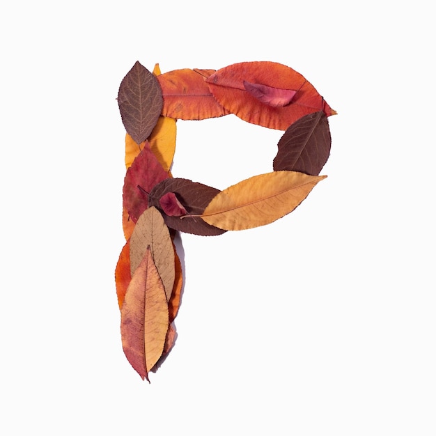 Letter P autumn leaves isolate on white background