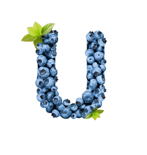 Letter U, made with fresh blueberries isolated on white. Bluberries font of full alphabet set of upper case letters.