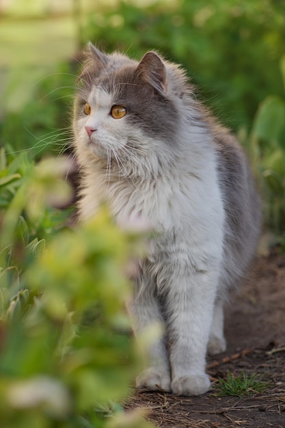 Letting cat outside for the a first time Introduce cat to outside