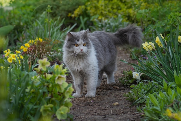 Letting cat outside for the a first time Introduce cat to outside