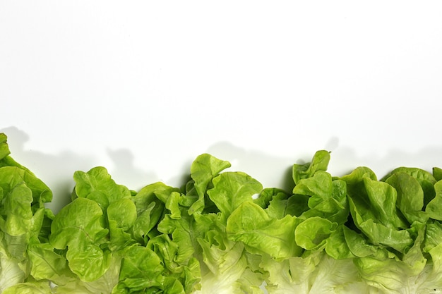 Lettuce assortment background on colorful background. Vegan food concept