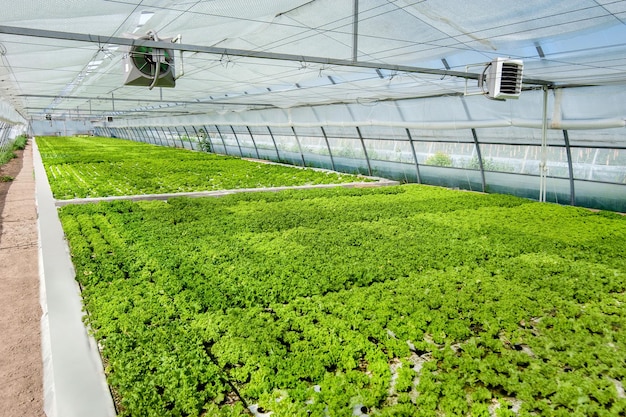 Lettuce in the big greenhouse plantation on a sunny day