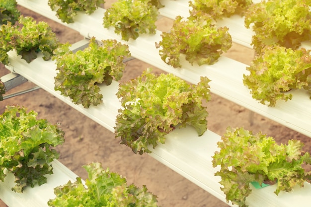 lettuce cultivation on hydroponic system with water and fertilizer in irrigation.