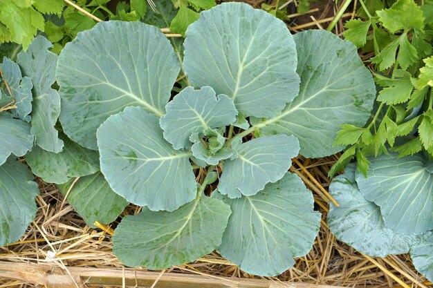 Lettuce for eating Grown without chemicals