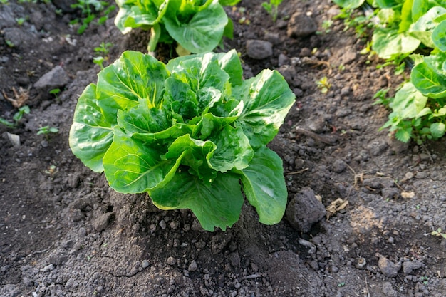 Lettuce in a farm crop