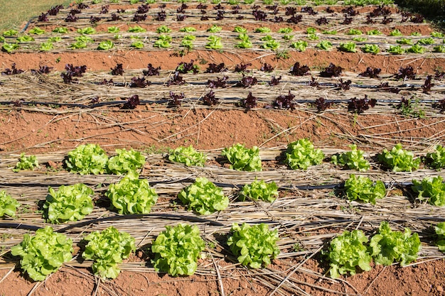 Lettuce growing in garden at summer. 