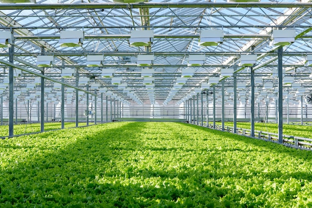 Lettuce growing in greenhouse