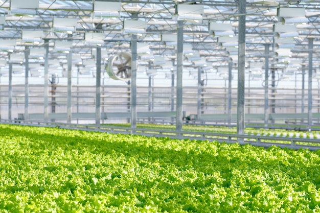 Lettuce growing in greenhouse