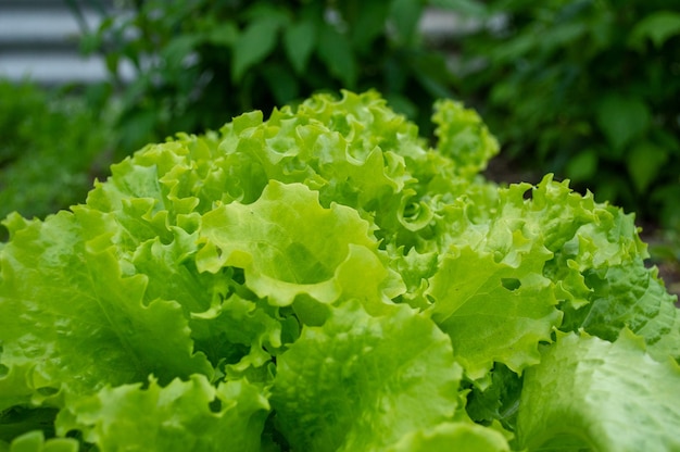 Lettuce is the basis of the diet, healthy food, vitamins