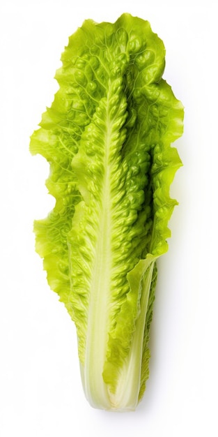 Lettuce isolated on white background AI Generated