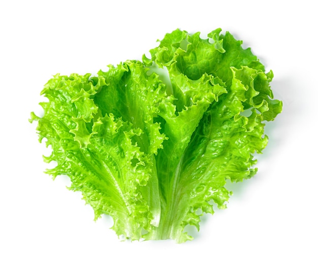 Lettuce isolated on a white background Fresh lettuce