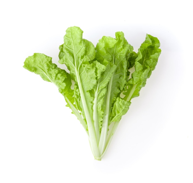 Lettuce isolated on white background