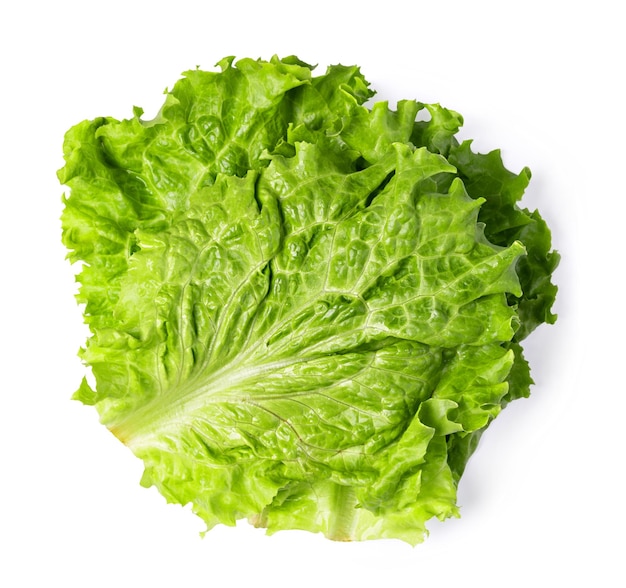 Lettuce Leaf