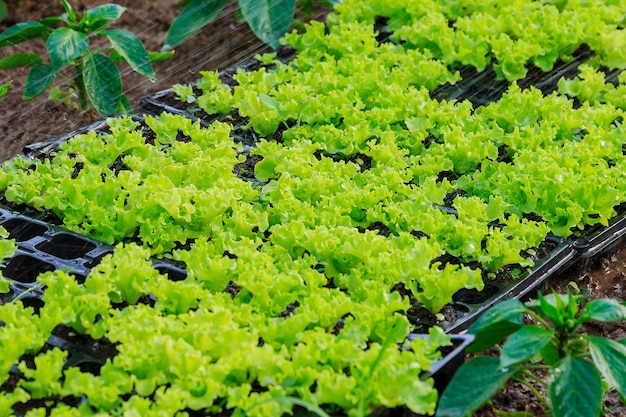 Lettuce leaves grow in a greenhouse Ready to be transplanted into the ground