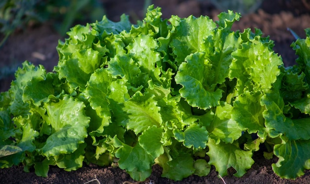 Lettuce leaves grow in open ground