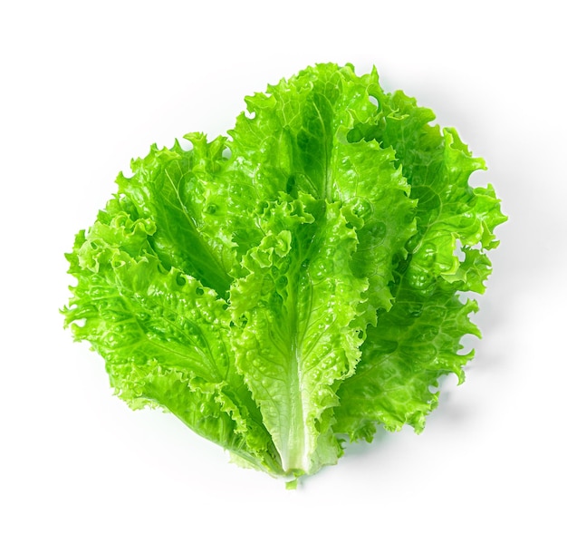 Lettuce leaves isolated on a white background