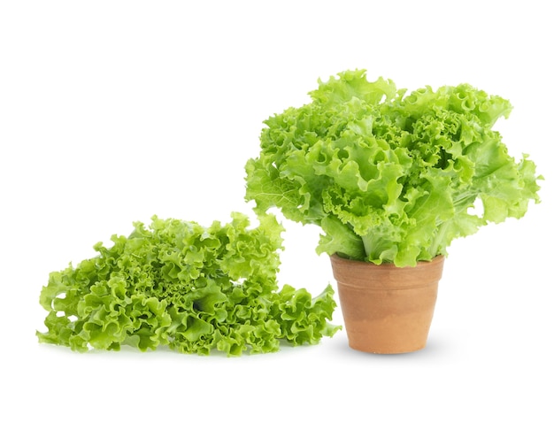 Lettuce leaves isolated on white