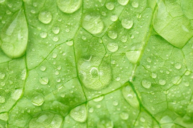 Lettuce leaves texture with morning dew drops Selective focus concept of natural products