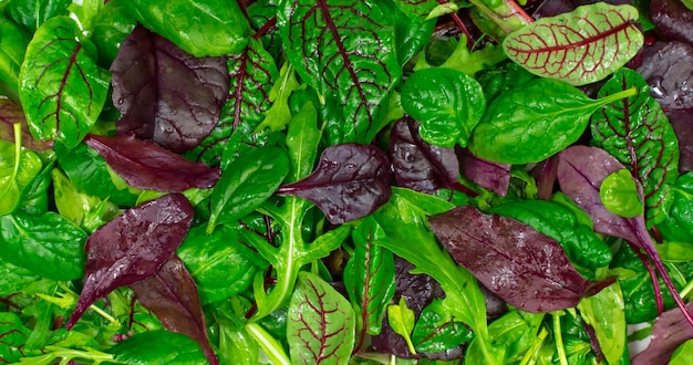 Lettuce mix leaves background Fresh salad sample with arugula purple salad spinach frieze