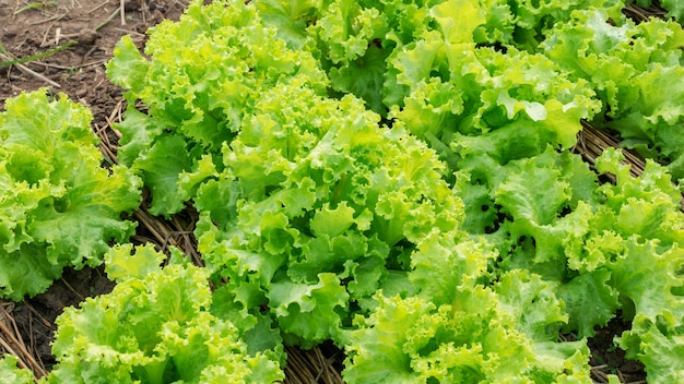 lettuce plant in the vegetable garden.