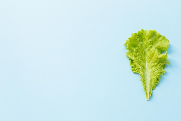 Photo lettuce salad leaf isolated on blue background creative background with salad healthy food