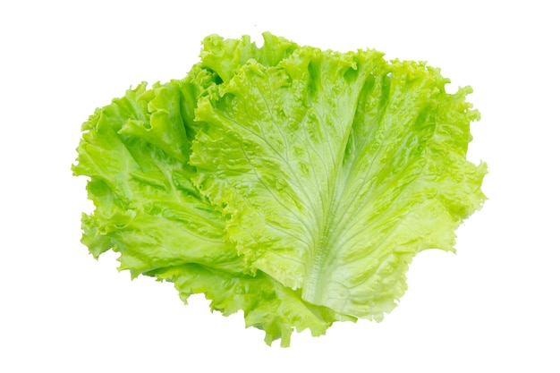 Lettuce. Salad leaf isolated on white background with clipping path