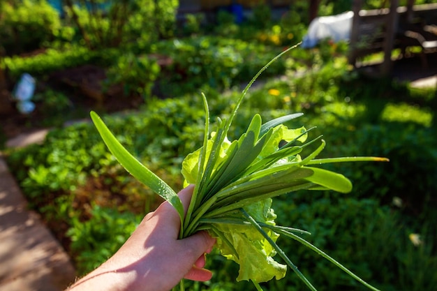 Lettuce salad and onion leaves under raindrops Closeup of farmer hand holding fresh lettuce leaves against background of blurred greens Organic health food vegan organic vegetarian diet concept