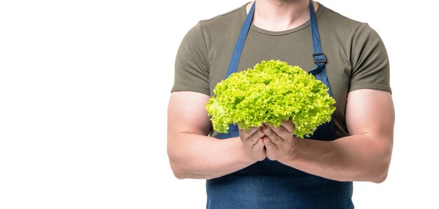 Lettuce vegetable in hands of man isolated on white