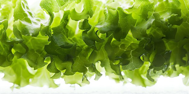 Photo lettuce water splashing solid colour background