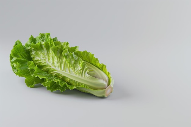 Lettuce White isolated background side view Space for text