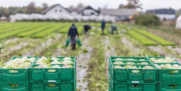 Letuce heads in wooden baskets after manual harvest on organic letuce farm agriculture concept