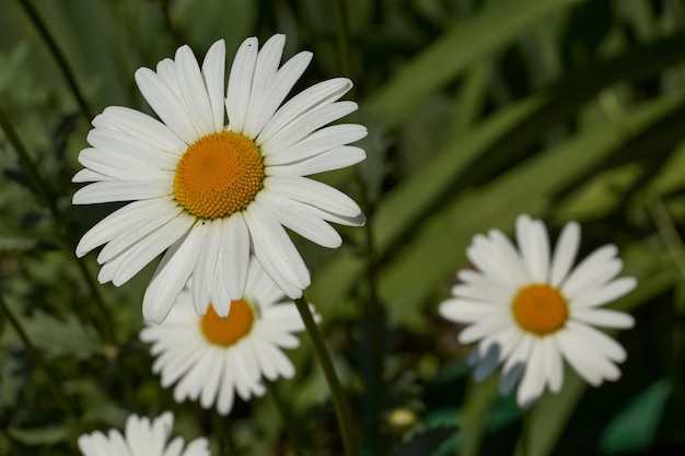 Leucanthemum blooms on the lawn in the garden