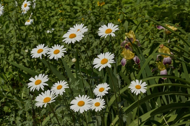 Leucanthemum blooms on the lawn in the garden