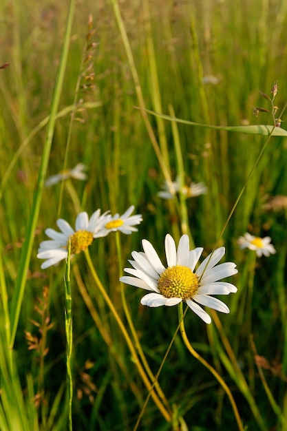 Photo leucanthemum vulgare commonly known as the ox-eye daisy oxeye daisy dog daisy on the grassland