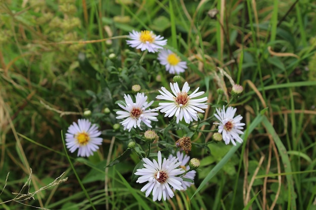 Photo leucanthemum vulgare oxeye daisy dog daisy marguerite or perennial wildflower