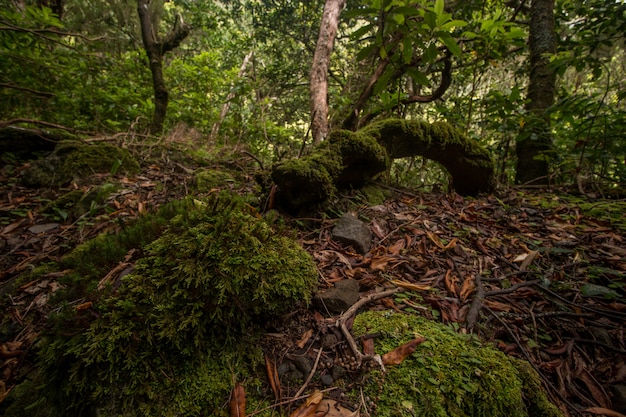 Levada of Caldeirao Verde