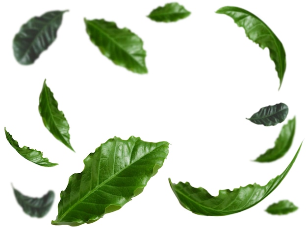 Levitation green leaf with coffee tree on a white background with space for text in the center Selective focus image