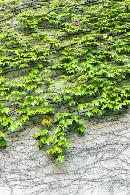 Liana with green leaves on a stone wall