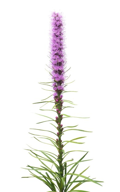 Liatris flower isolated on white background. Bloom. Flat lay, top view