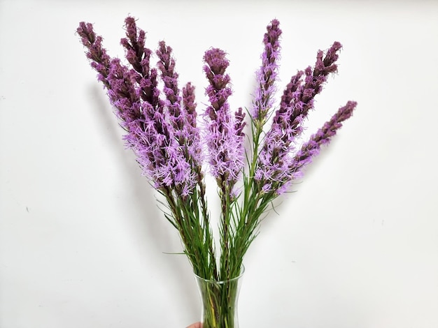 Liatris or Gayfeather in the vase on white background