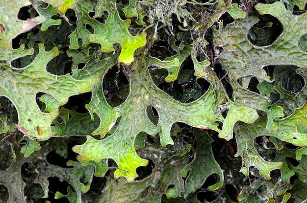 Lichen Lobaria pulmonaria on a tree trunk. This lichen indicates good air quality