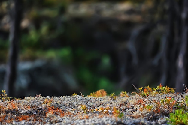 lichen moss texture background, nature abstract old stone