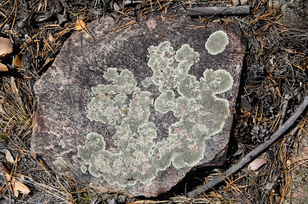 Lichen on a stone in the forest floor